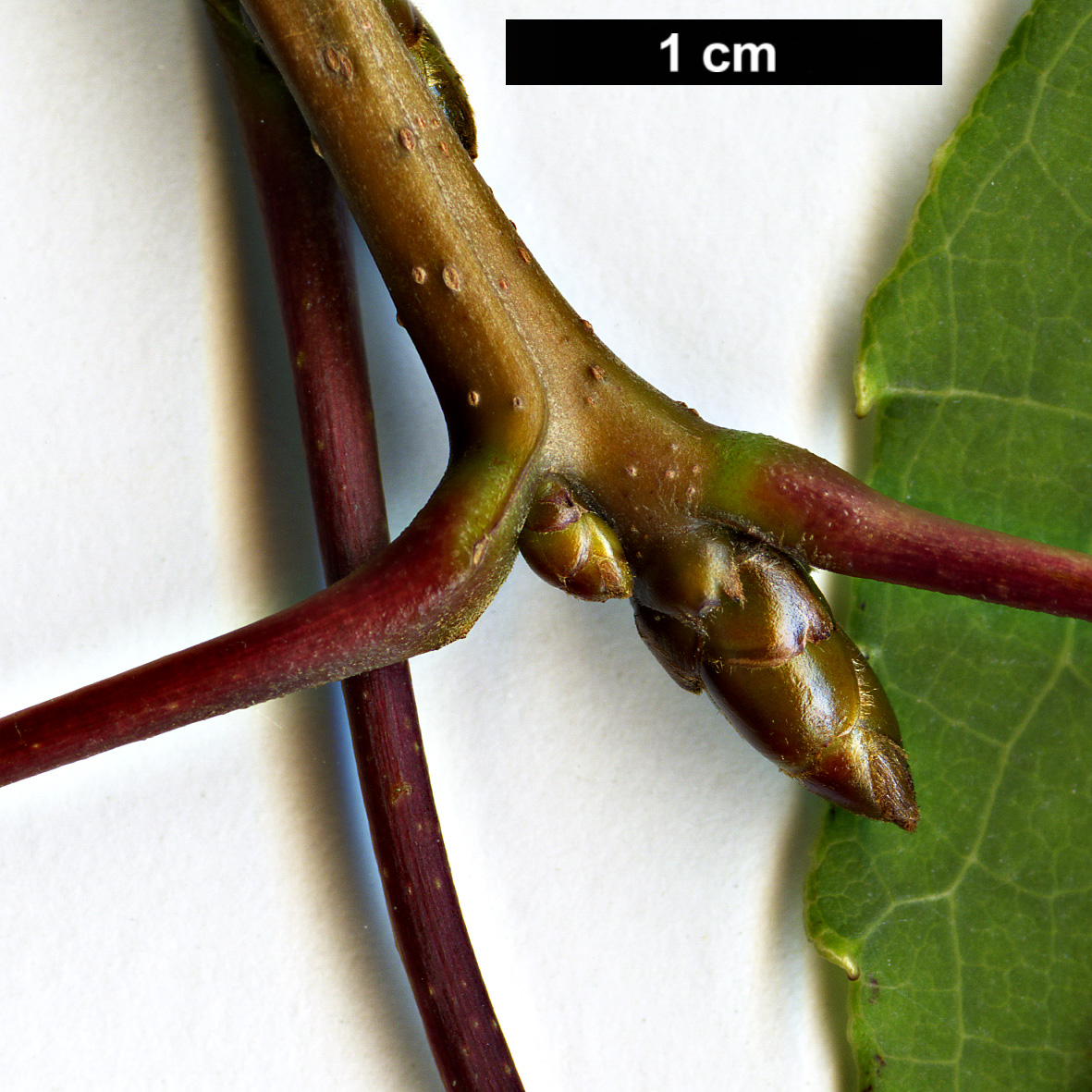 High resolution image: Family: Altingiaceae - Genus: Liquidambar - Taxon: formosana - SpeciesSub: Monticola Group